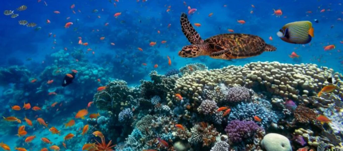 ΣΥΡΙΖΑ: Αναπόσπαστο στοιχείο της ανάπτυξης και της προόδου η προστασία της βιοποικιλότητας